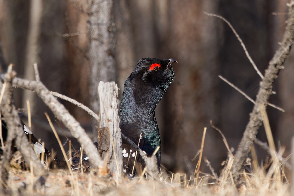 Black-billed Capercaillie - ML628150869