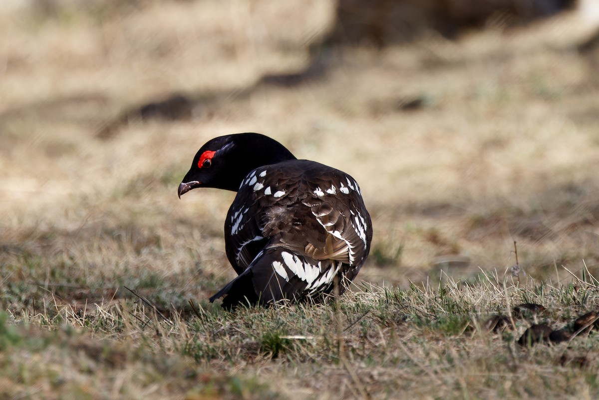 Black-billed Capercaillie - ML628150870