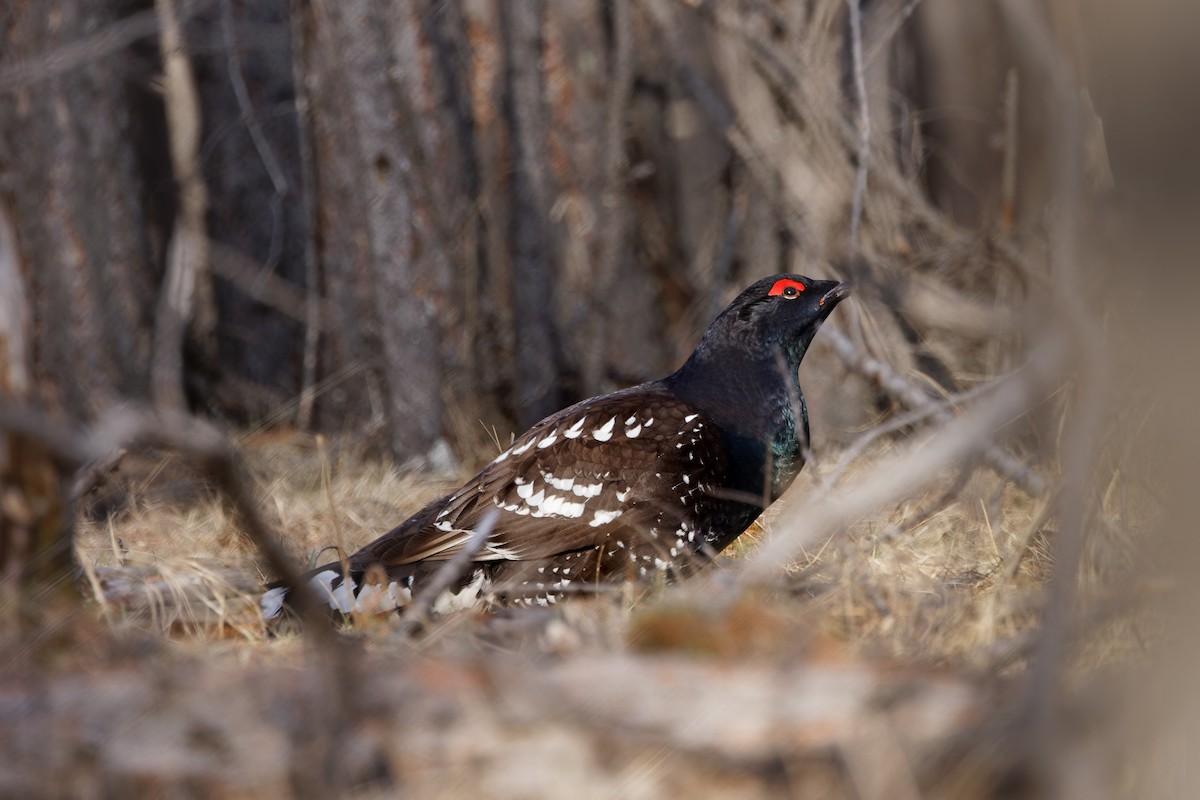 Black-billed Capercaillie - ML628150872