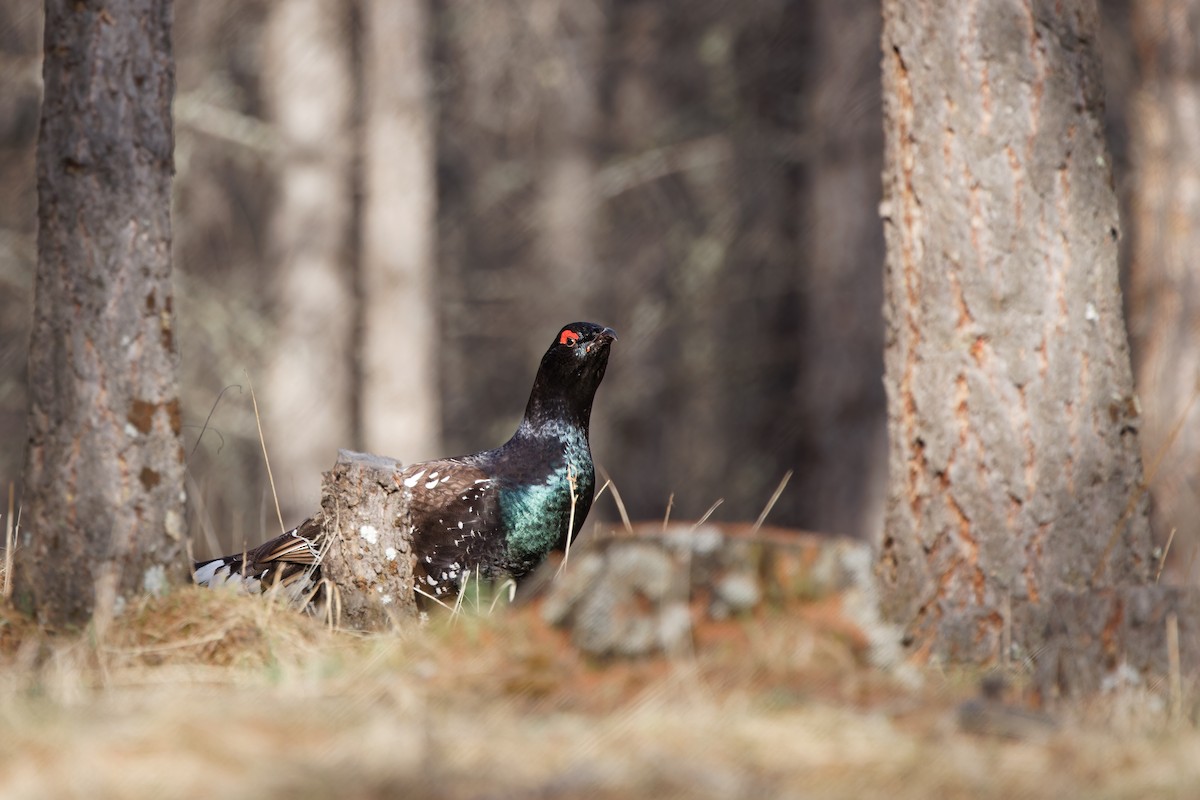 Black-billed Capercaillie - ML628150875