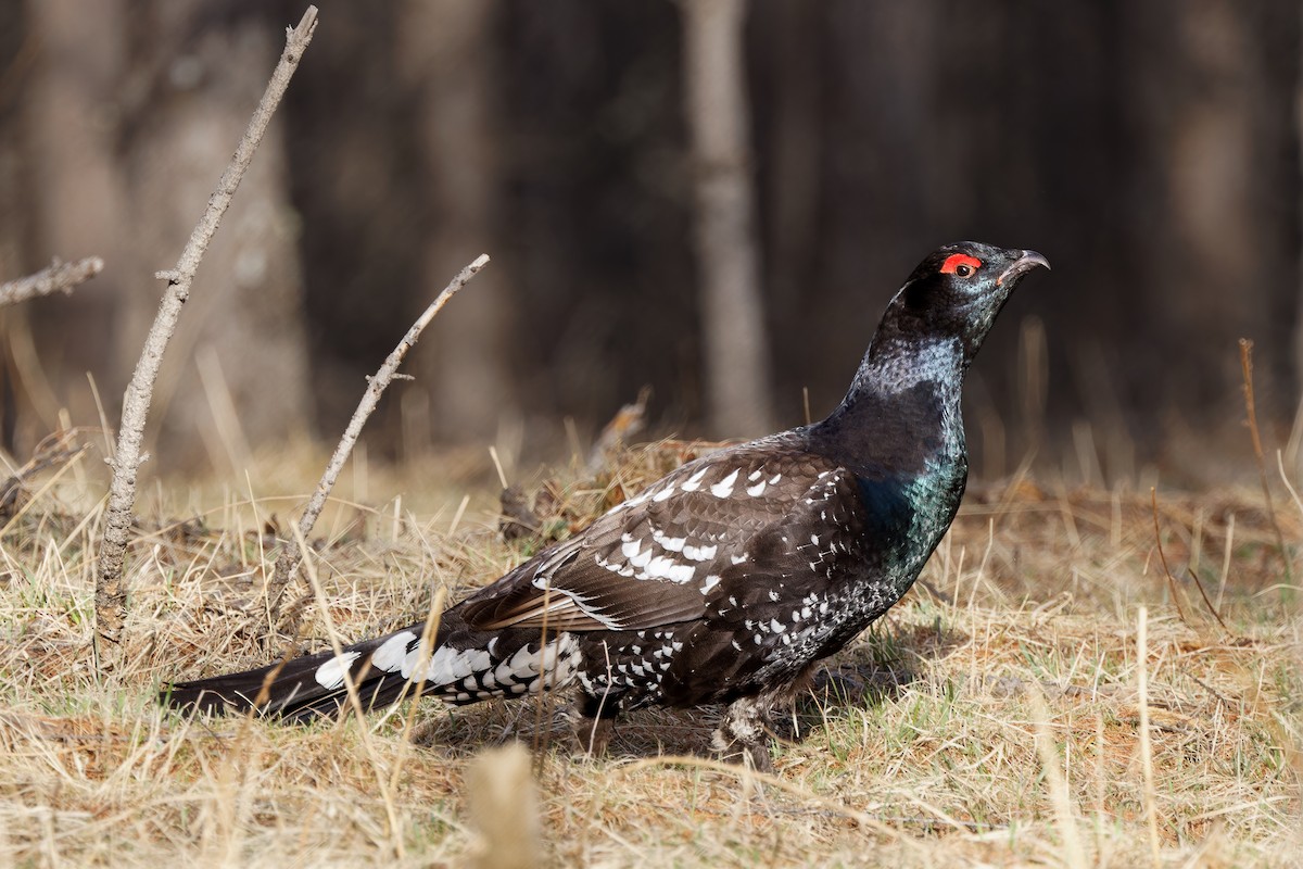 Black-billed Capercaillie - ML628150876