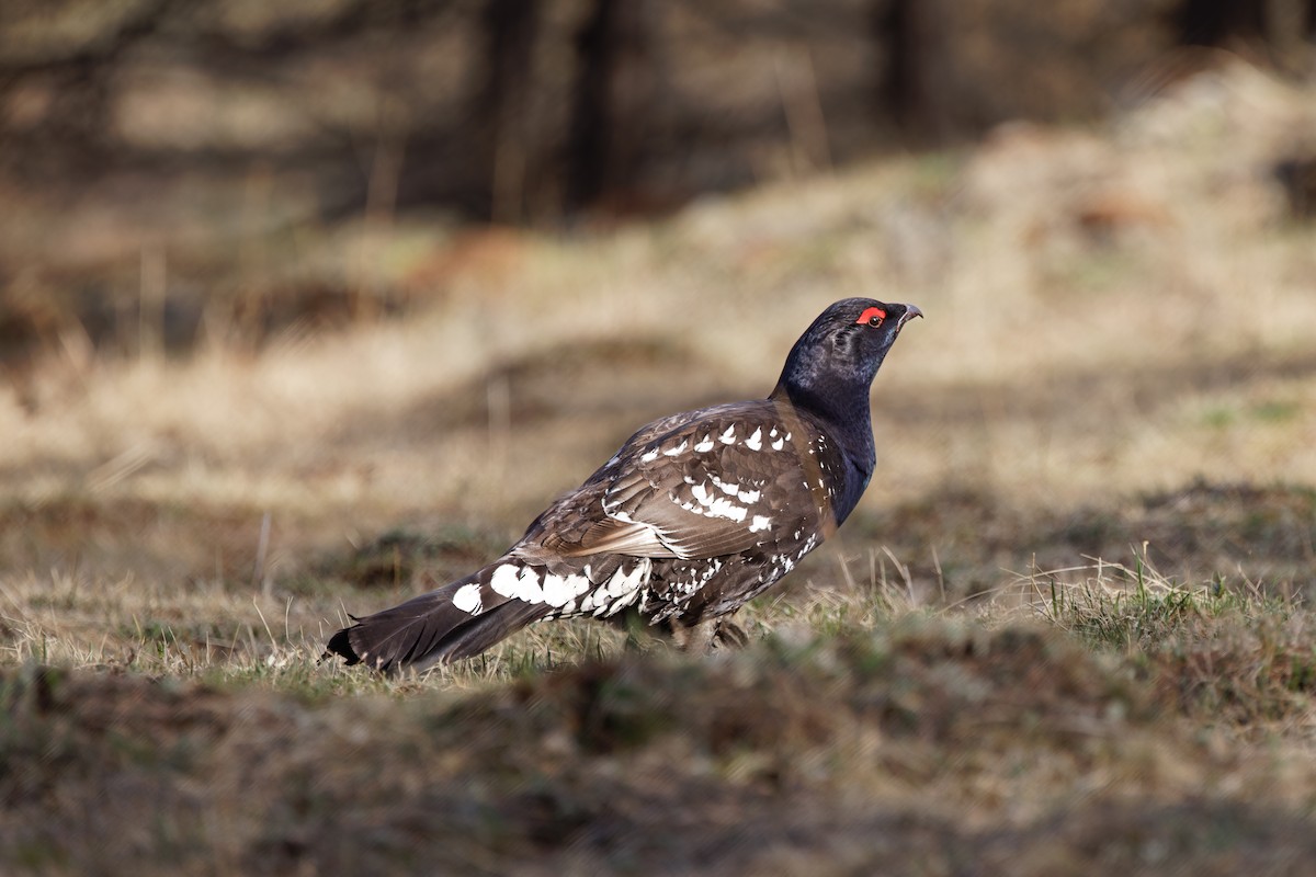 Black-billed Capercaillie - ML628150877