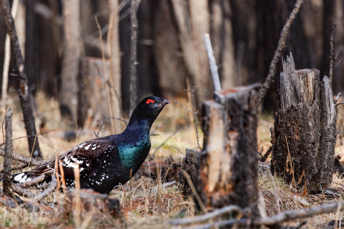 Black-billed Capercaillie - ML628150878