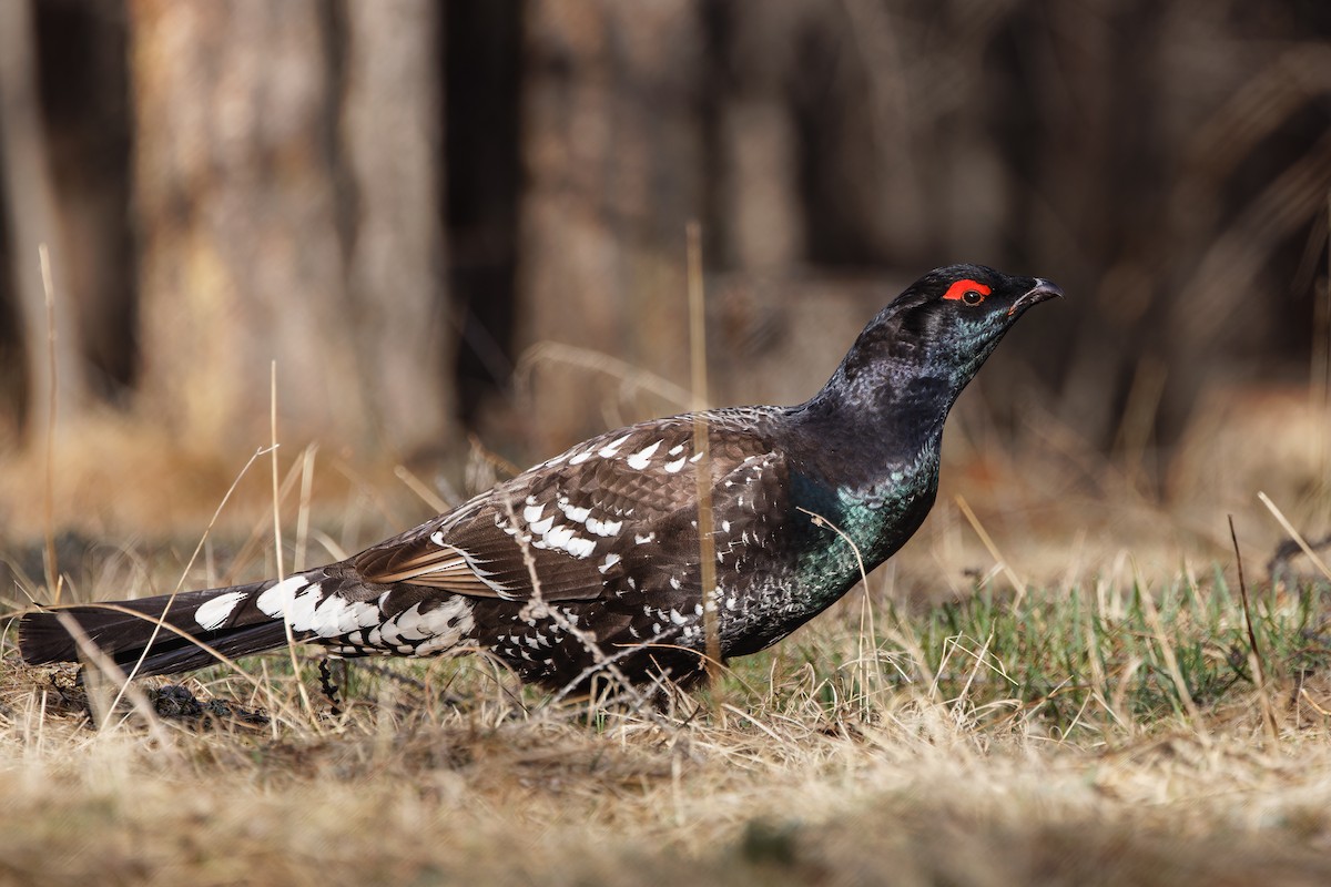 Black-billed Capercaillie - ML628150880