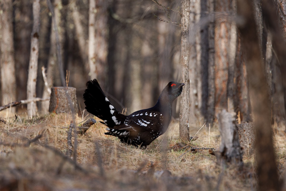Black-billed Capercaillie - ML628150881