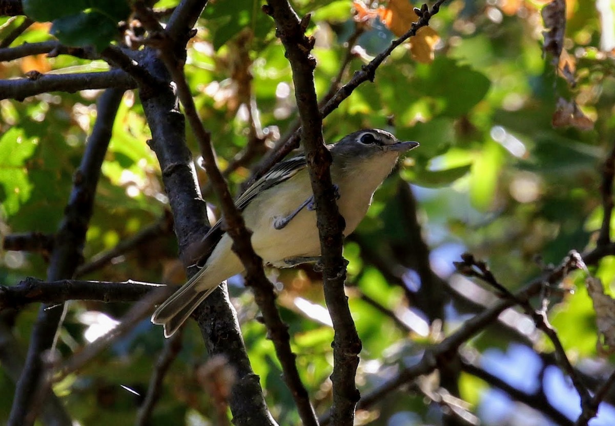 Cassin's Vireo - ML62815091