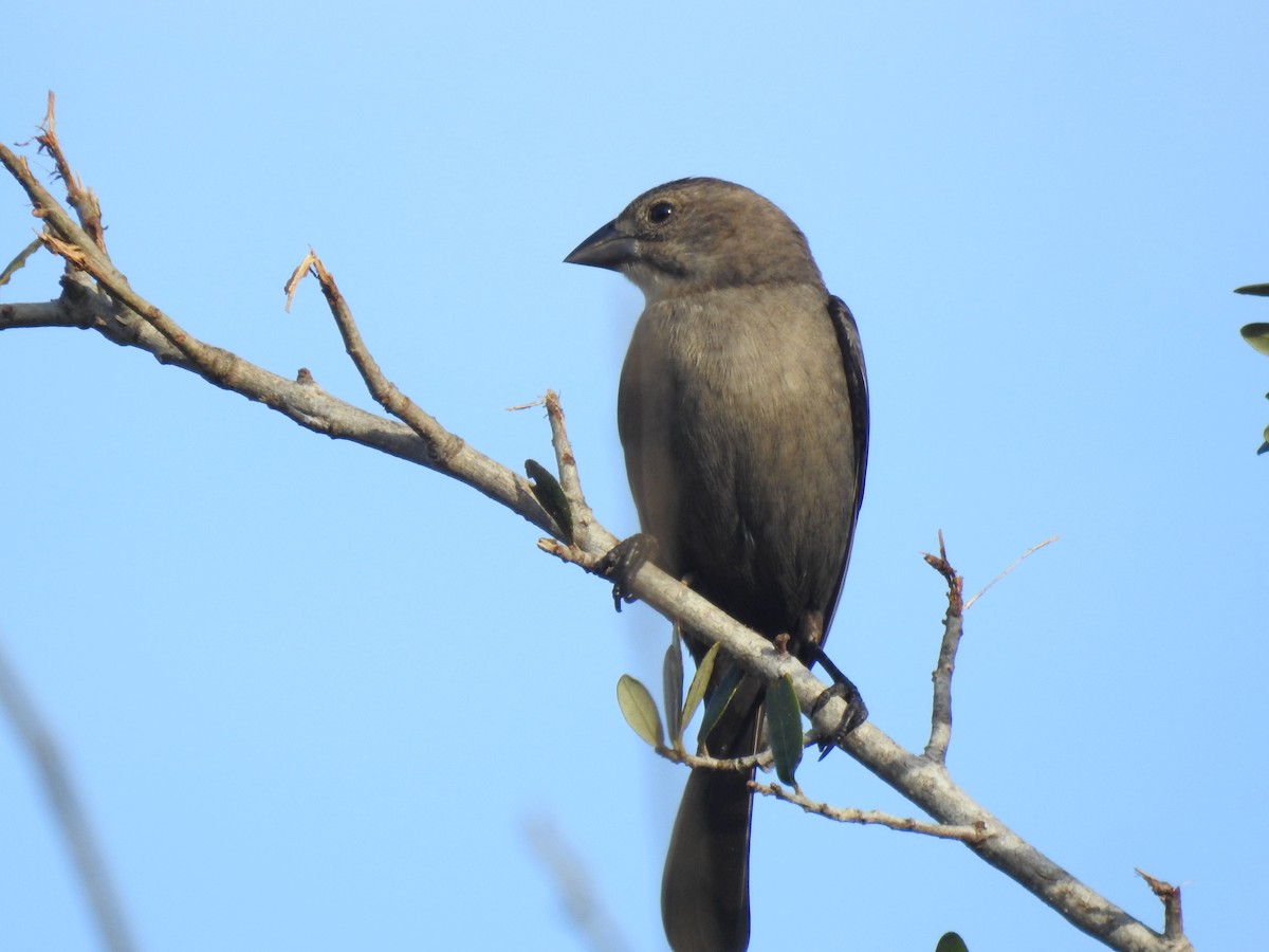 Brown-headed Cowbird - ML628150929