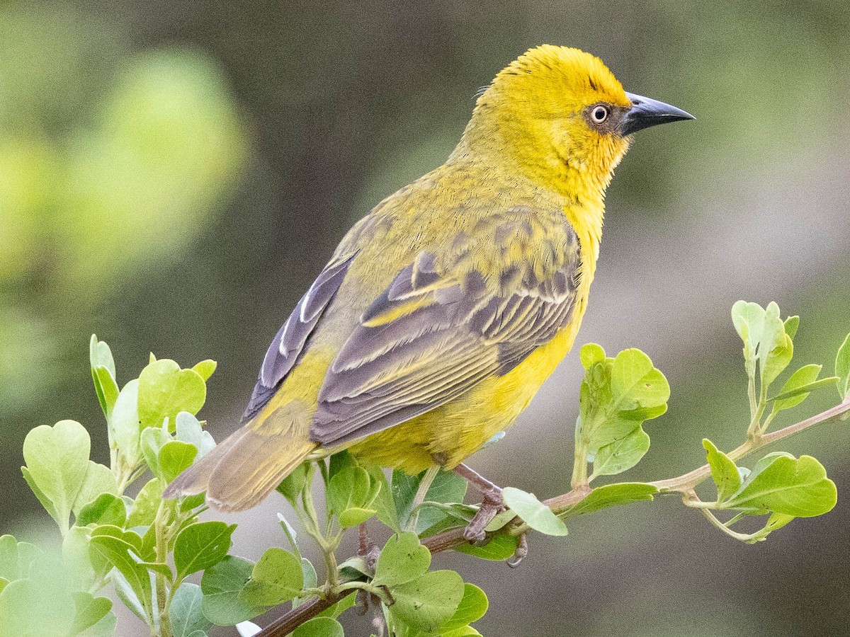 Cape Weaver - ML628151083