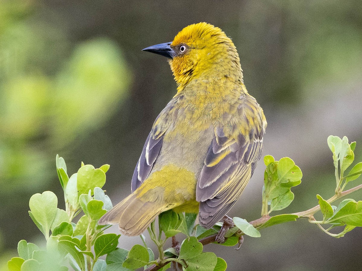 Cape Weaver - ML628151096