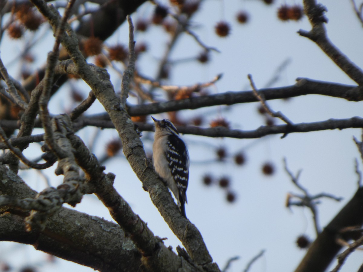 Downy Woodpecker - ML628151113