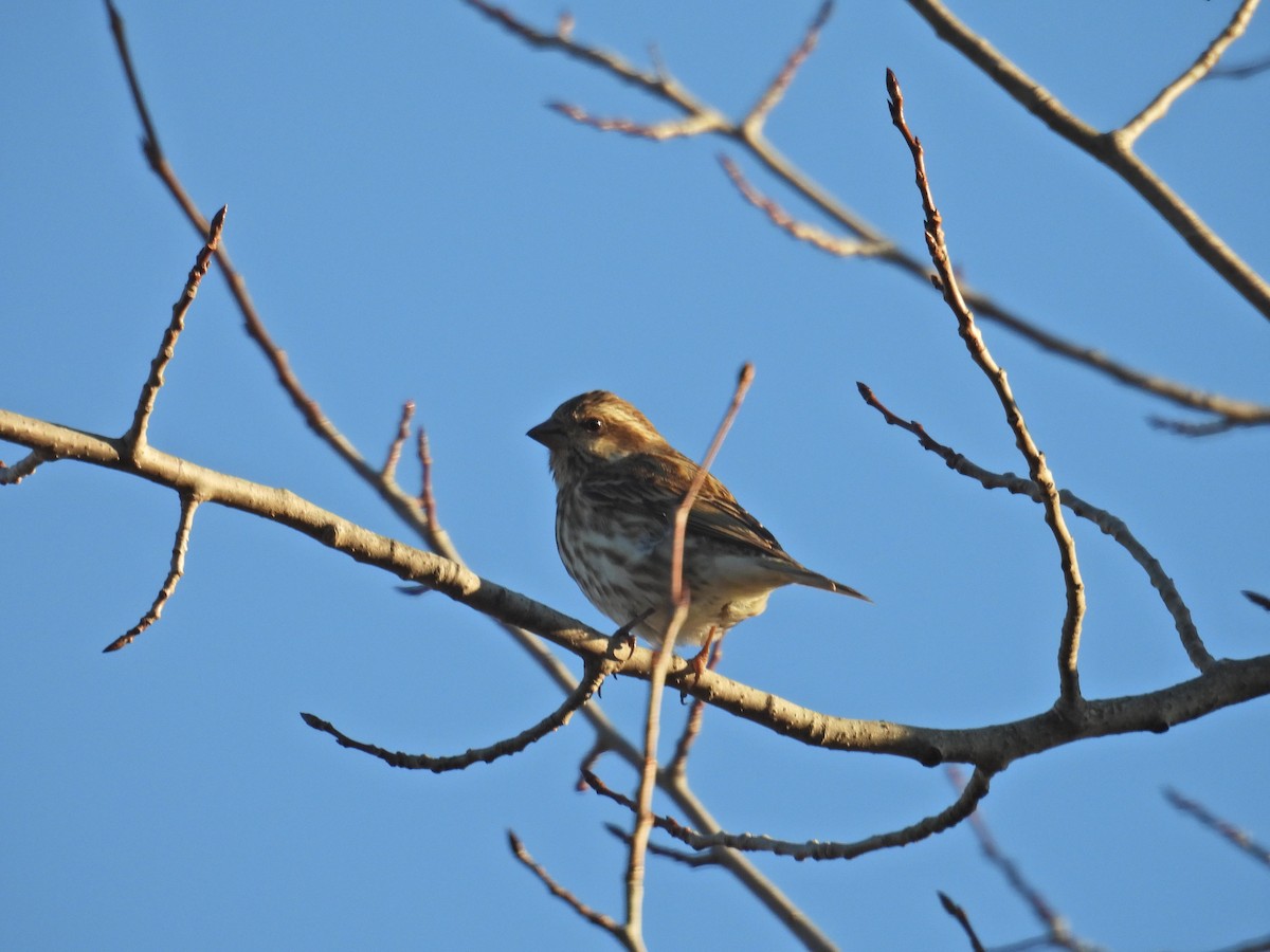 Purple Finch - ML628151384