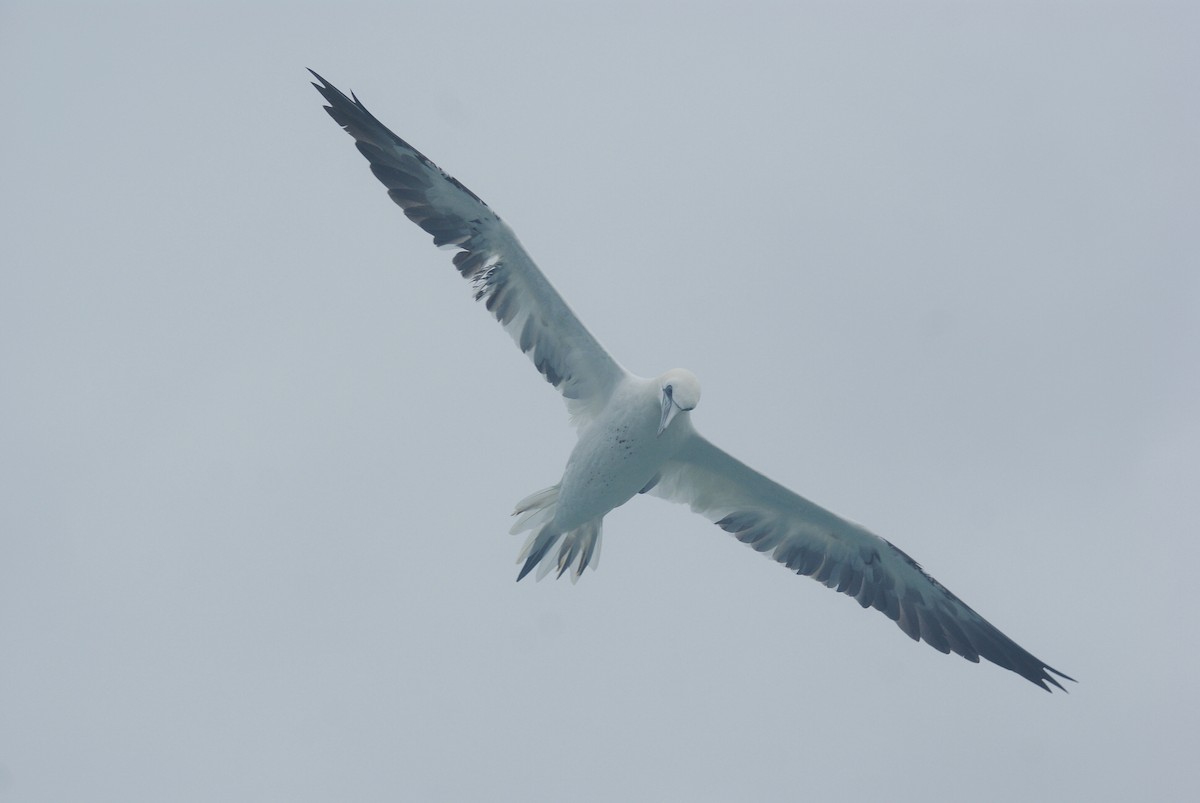 Northern Gannet - ML628151385