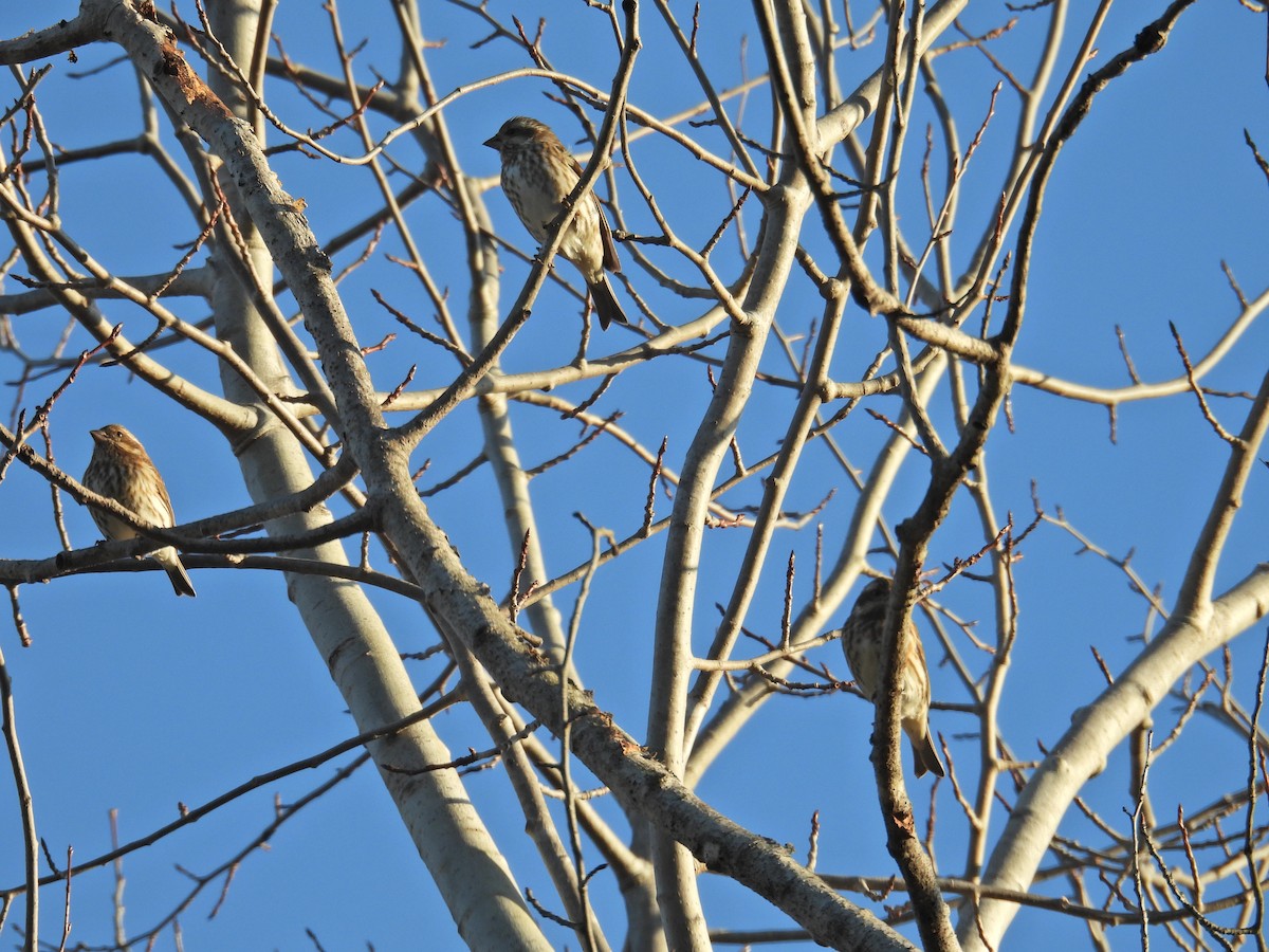 Purple Finch - ML628151429