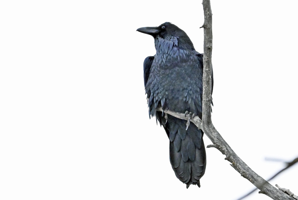 Common Raven - ML628151572