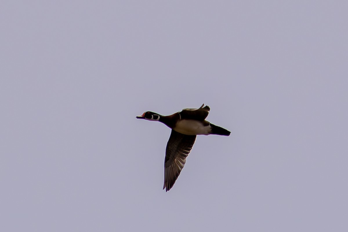Pato Joyuyo - ML628151631