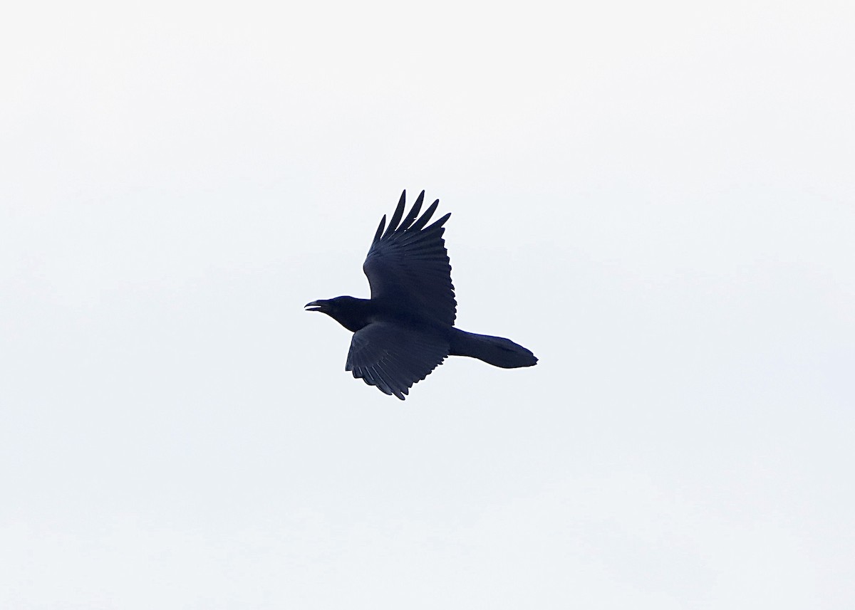 Common Raven - ML628151681