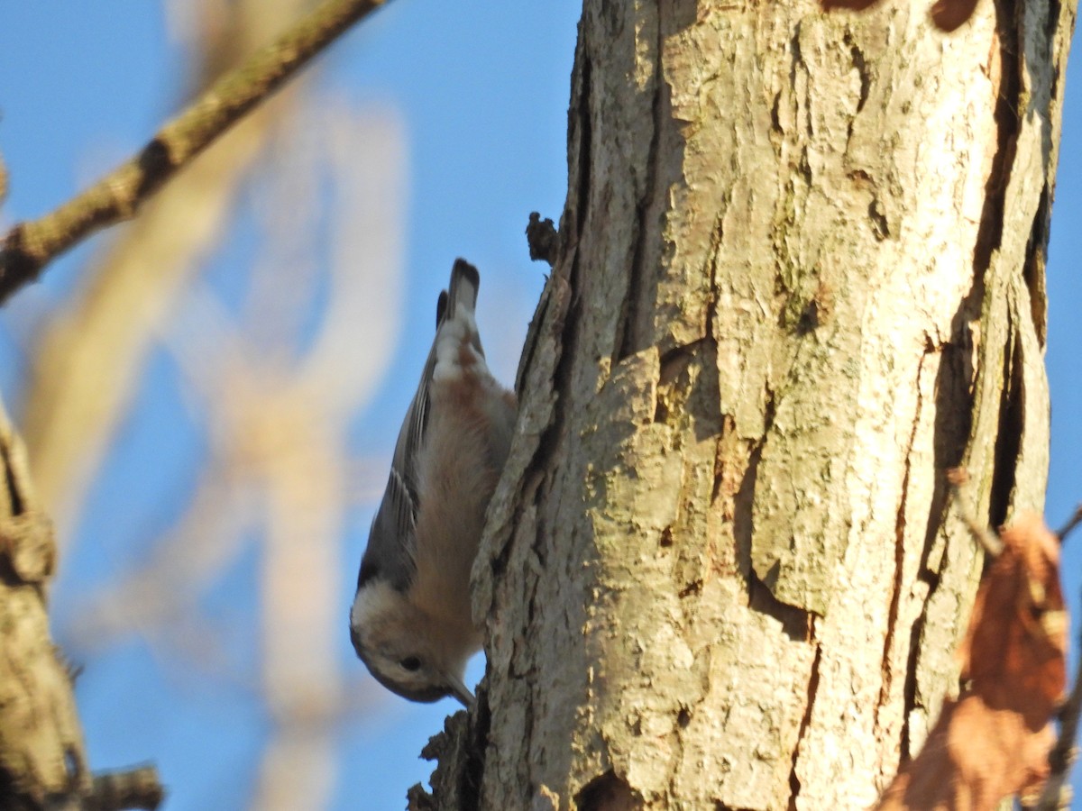 White-breasted Nuthatch - ML628151688