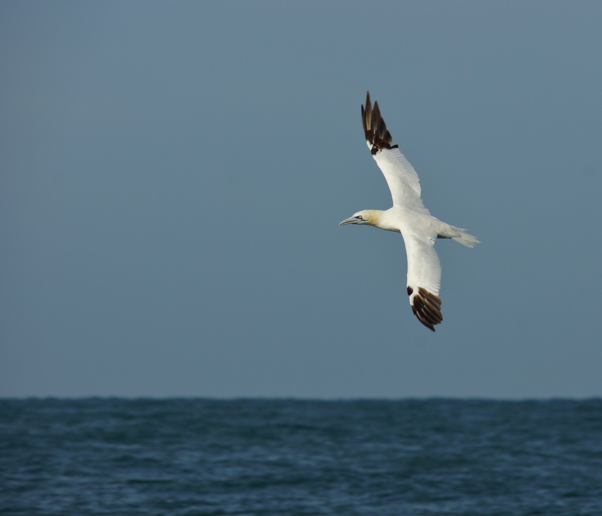 Northern Gannet - ML628151693