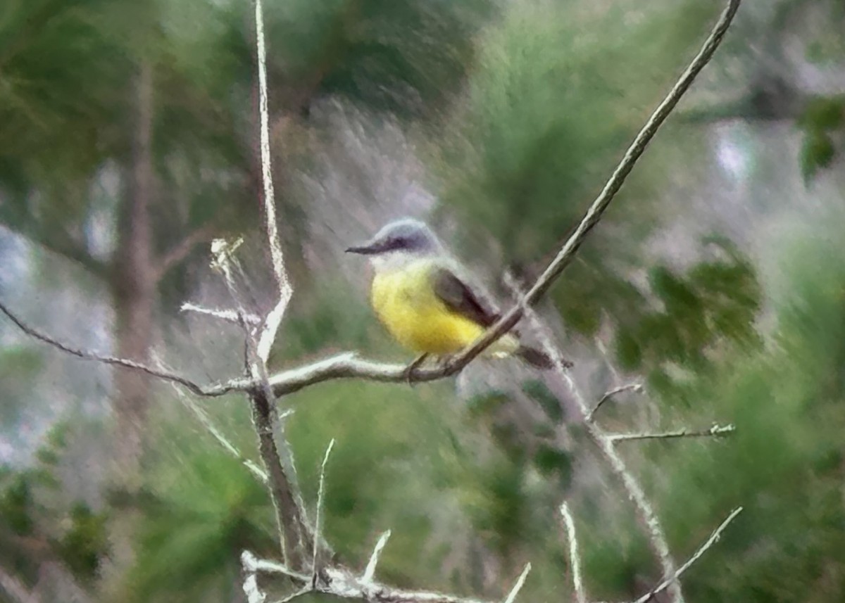 Tropical Kingbird - ML628151764