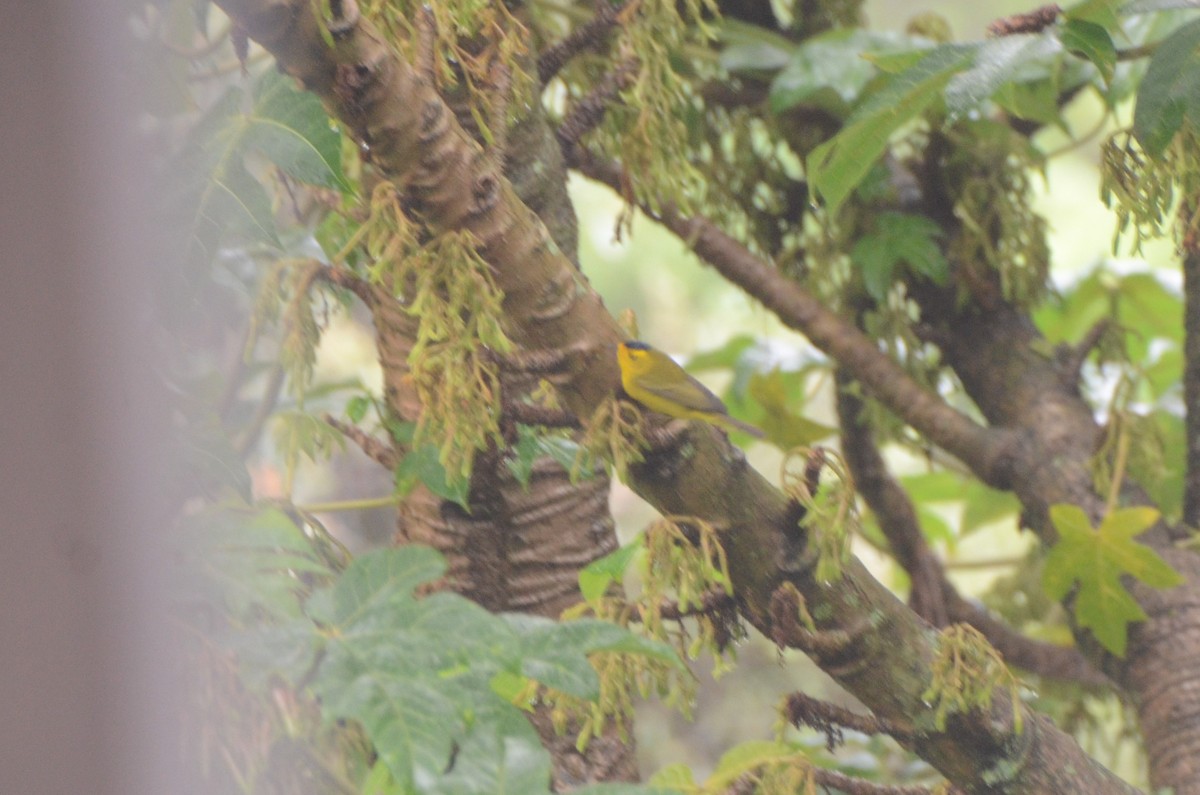 Wilson's Warbler - ML628151937