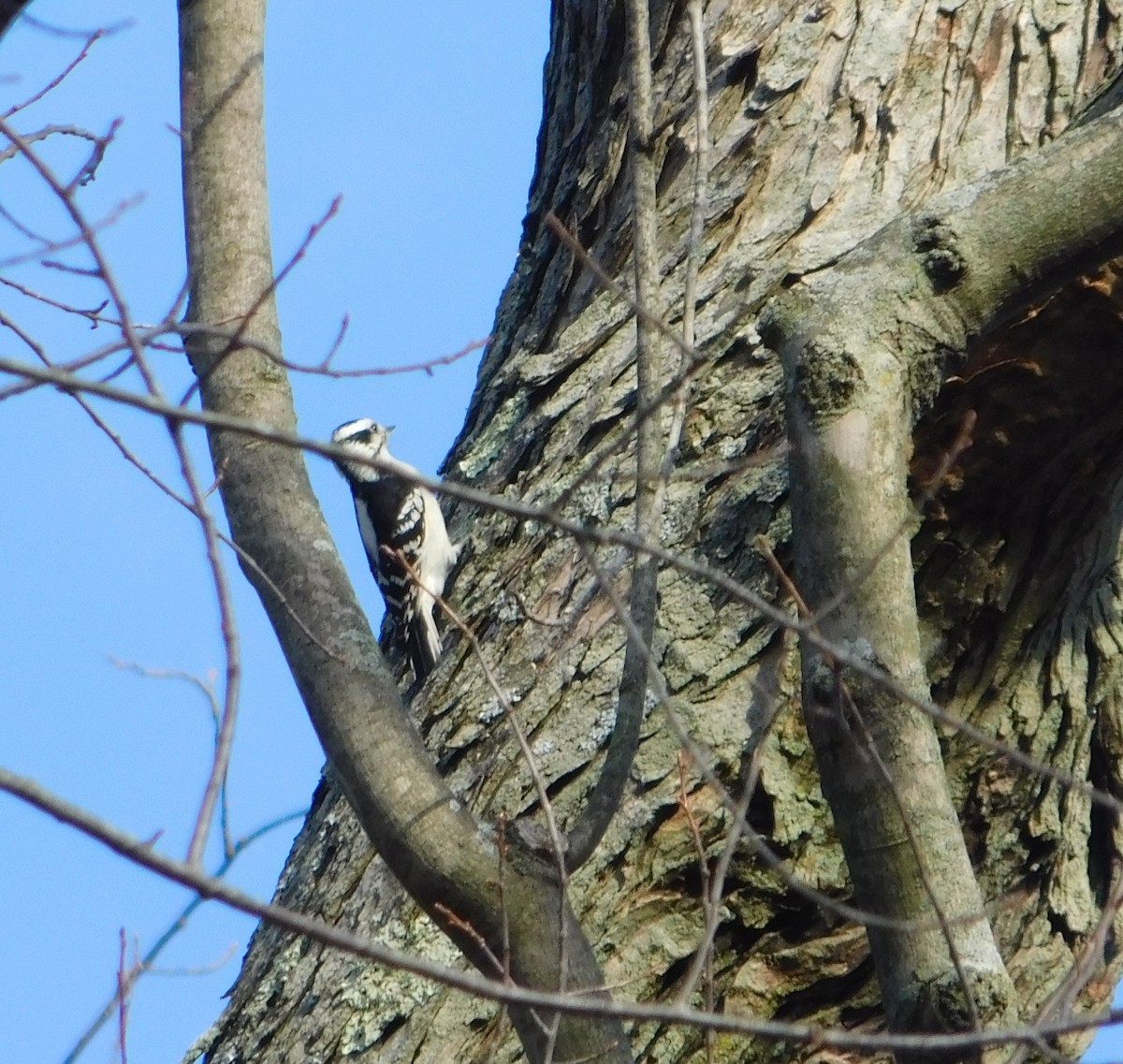 Downy Woodpecker - ML628151953