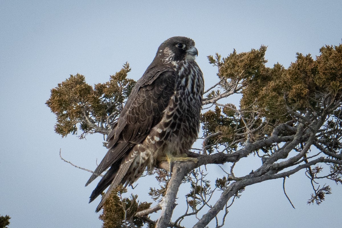 Peregrine Falcon - ML628151958