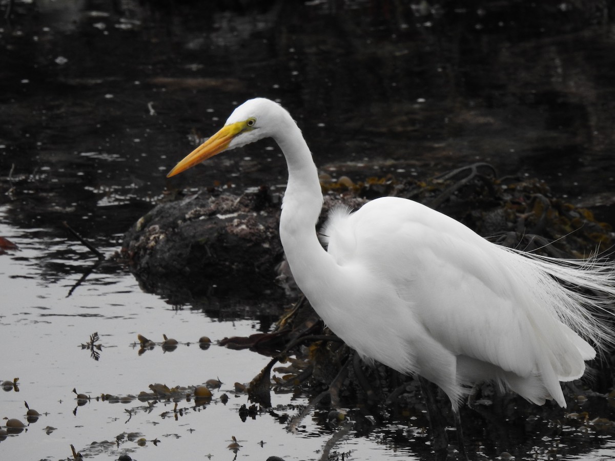 Great Egret - ML628152098