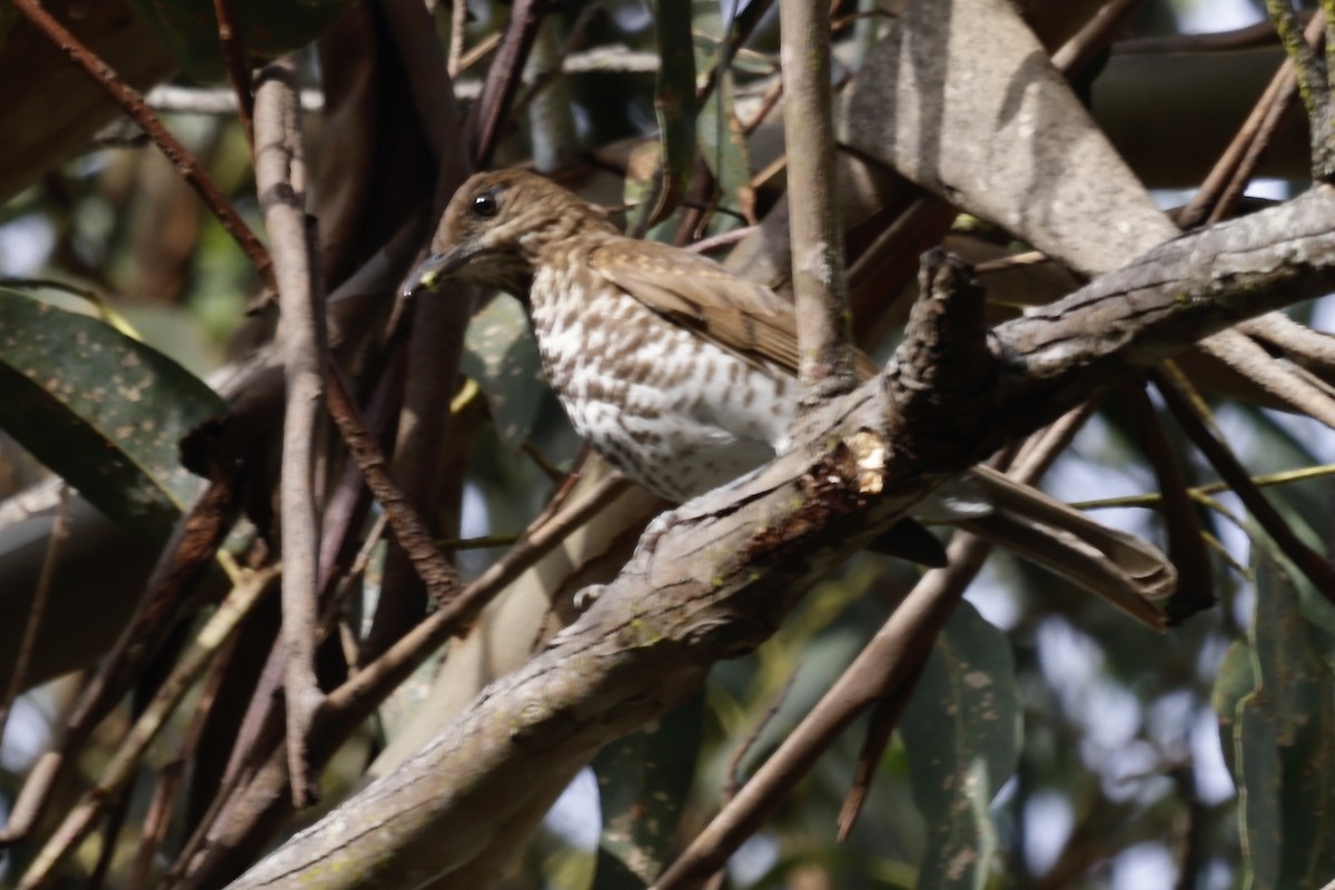 Marañon Thrush - ML628152151