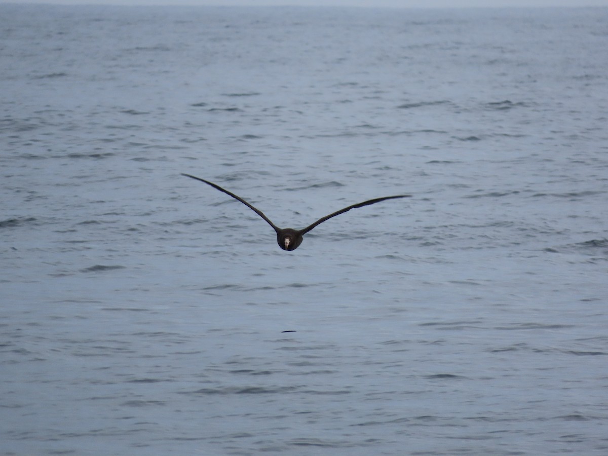 Northern Giant-Petrel - ML628152227