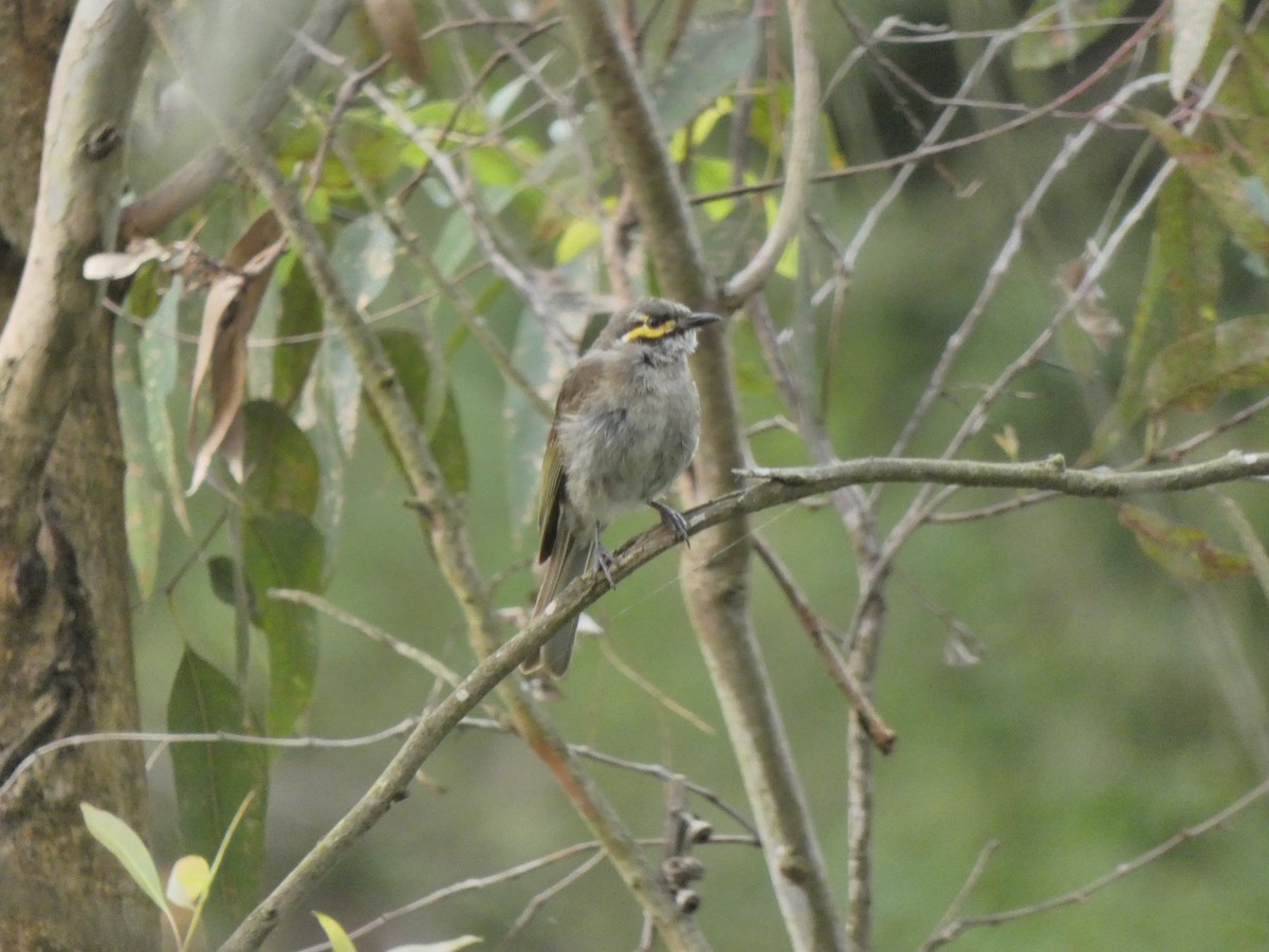 Yellow-faced Honeyeater - ML628152248