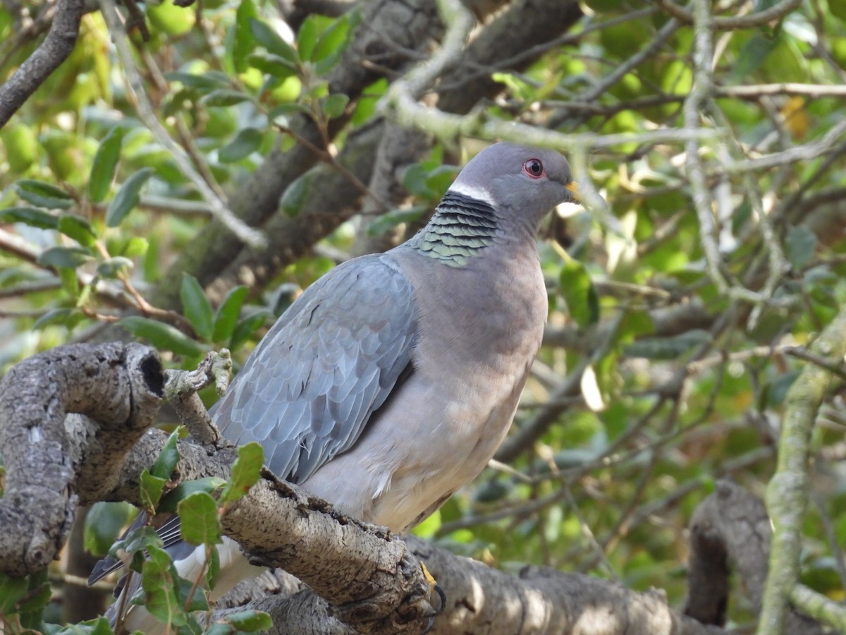 Band-tailed Pigeon - ML628152258
