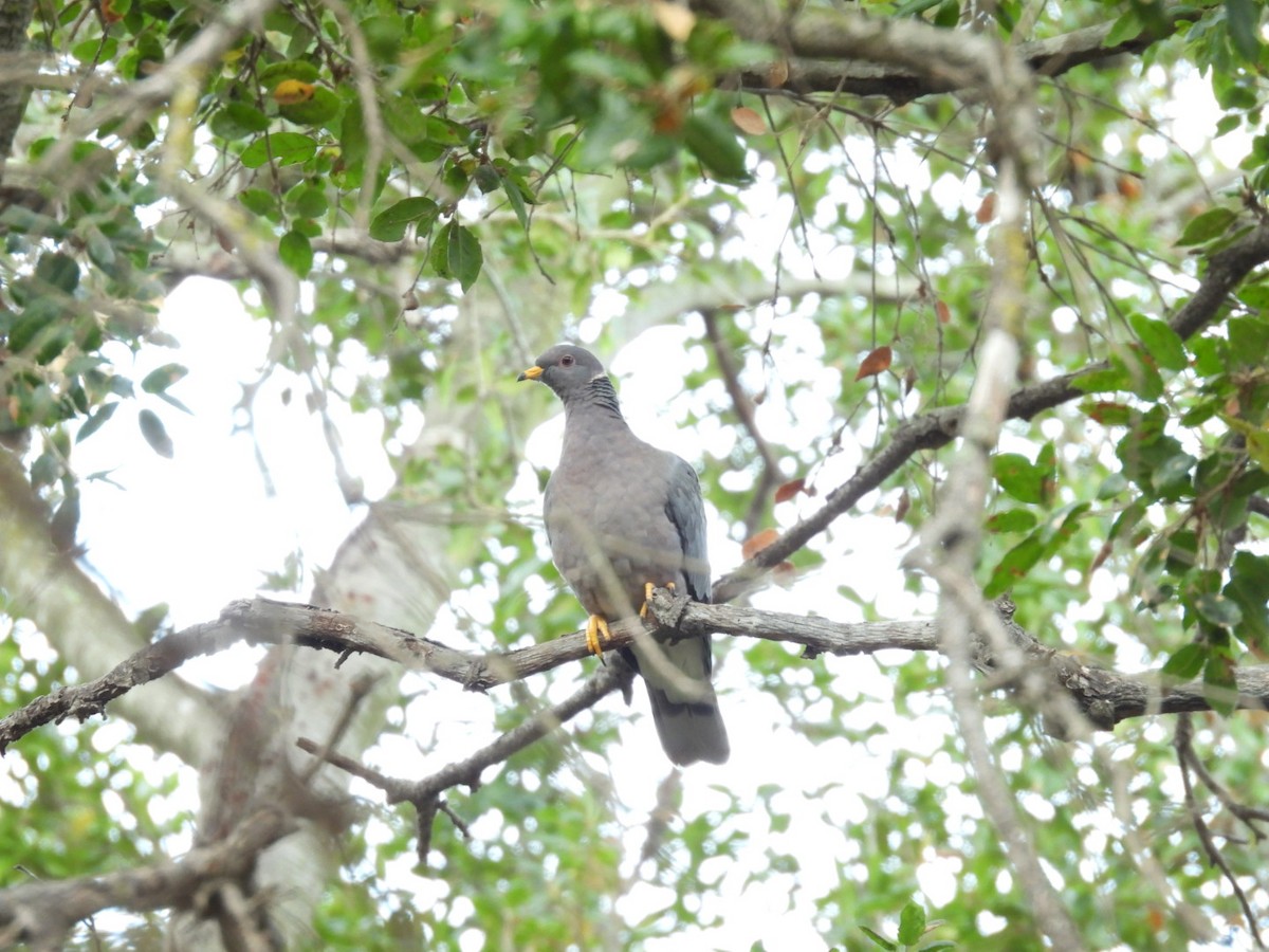 Band-tailed Pigeon - ML628152260