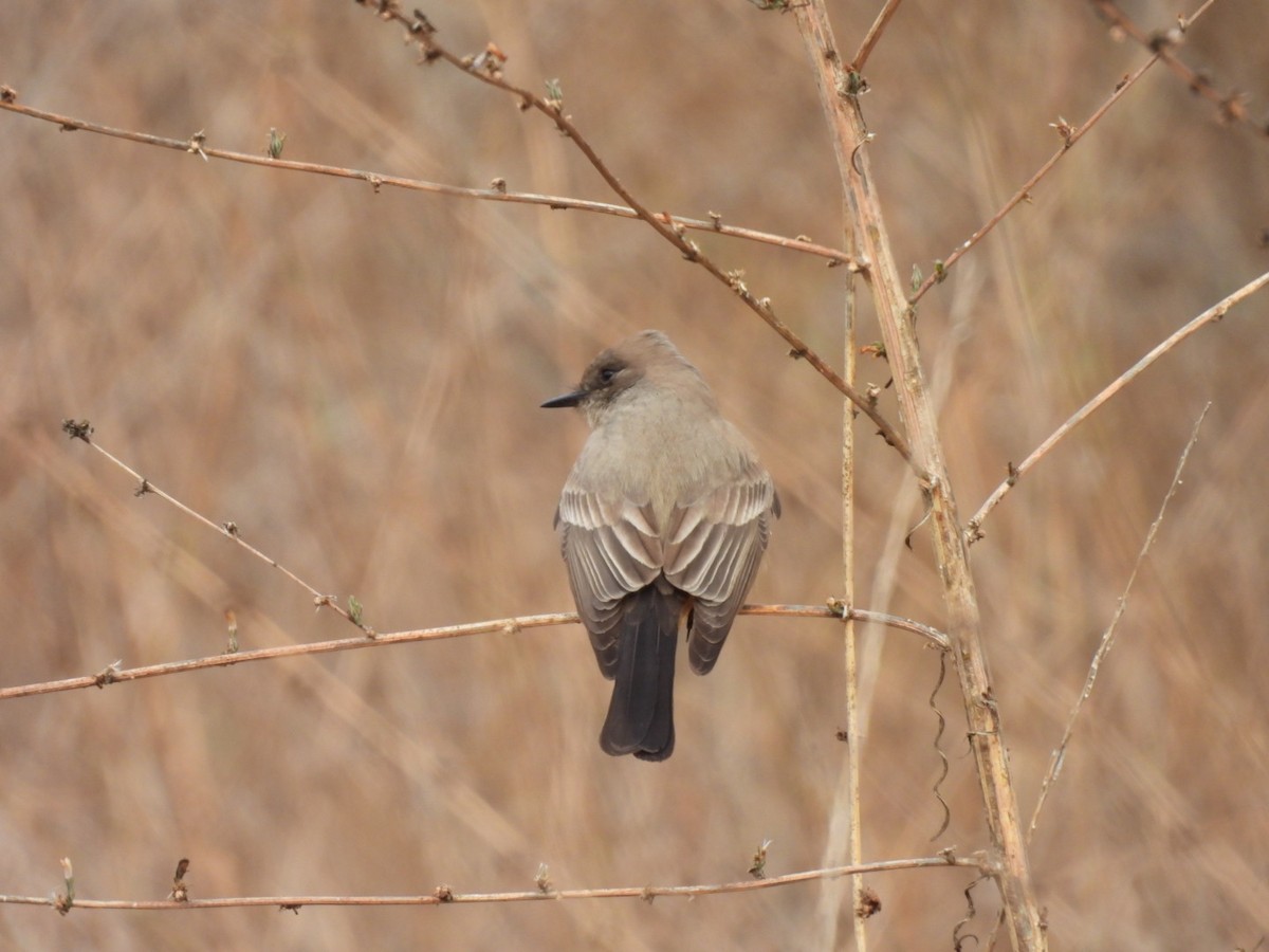 Say's Phoebe - ML628152287