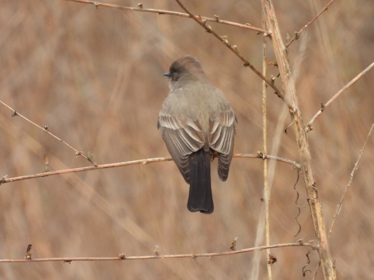 Say's Phoebe - ML628152288