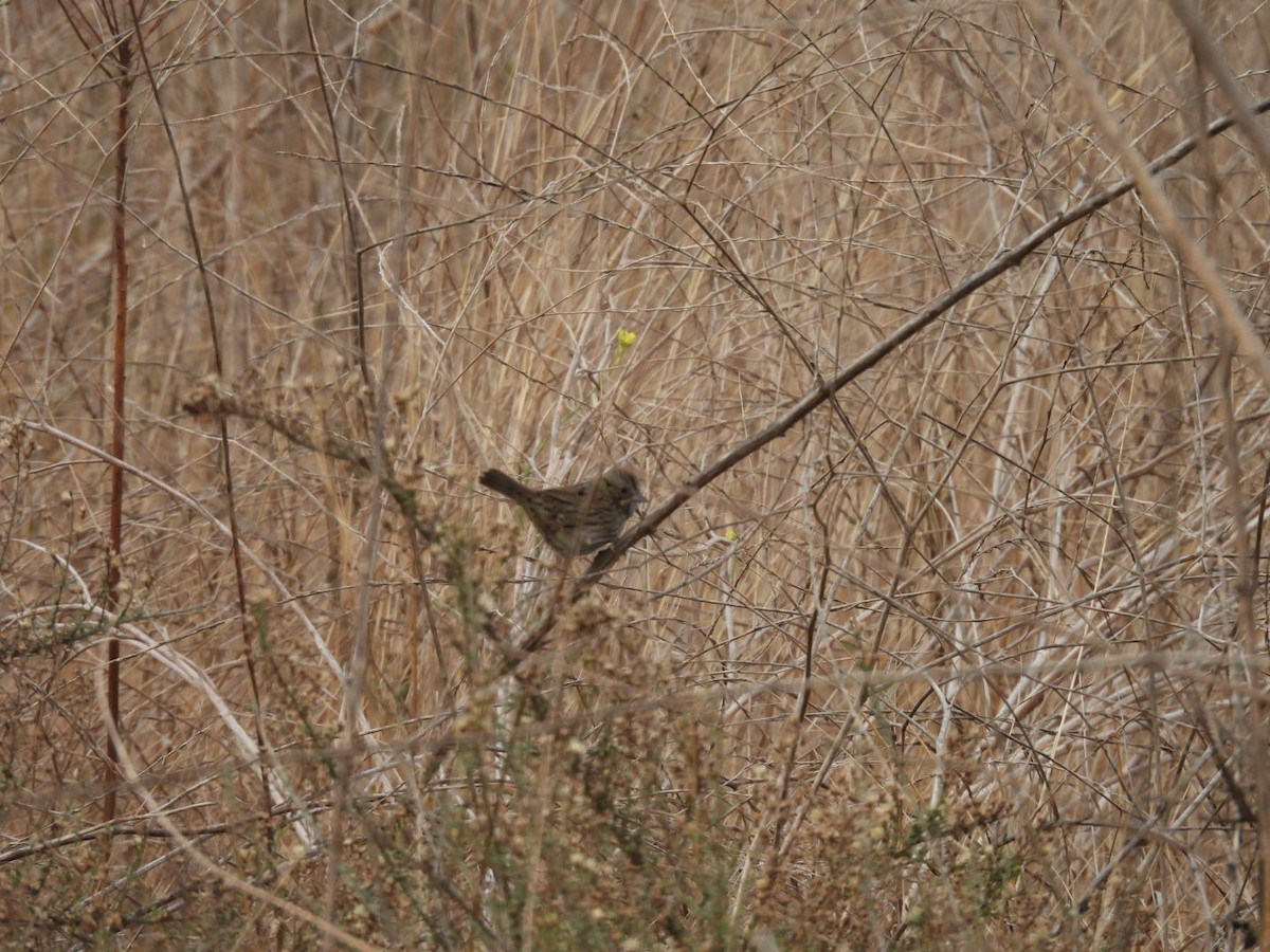 Lincoln's Sparrow - ML628152310