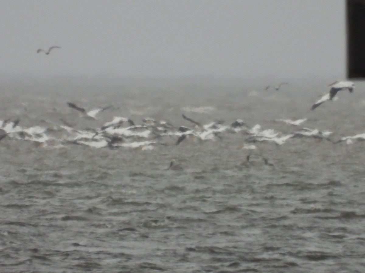 American White Pelican - ML628152434