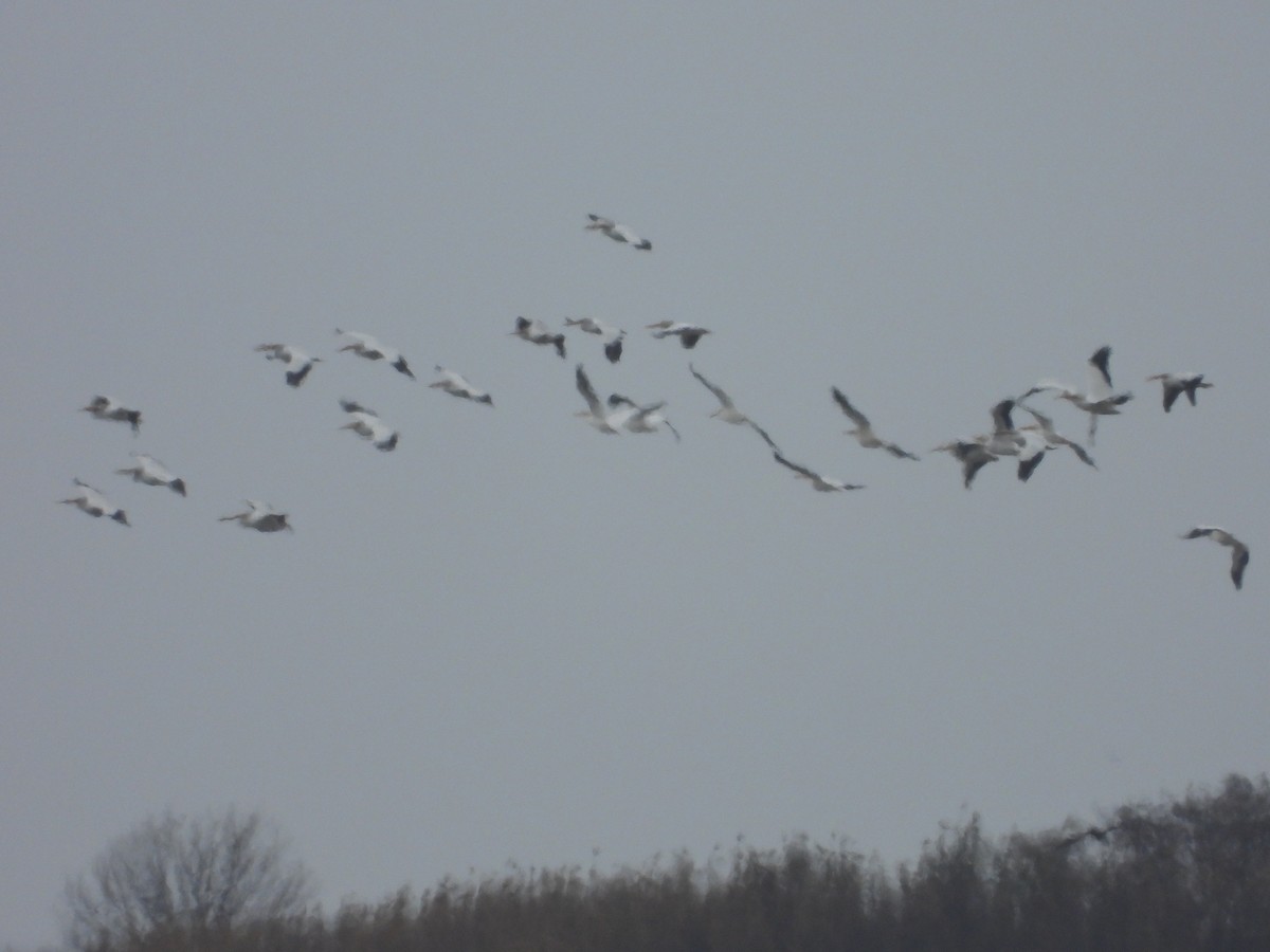 American White Pelican - ML628152435