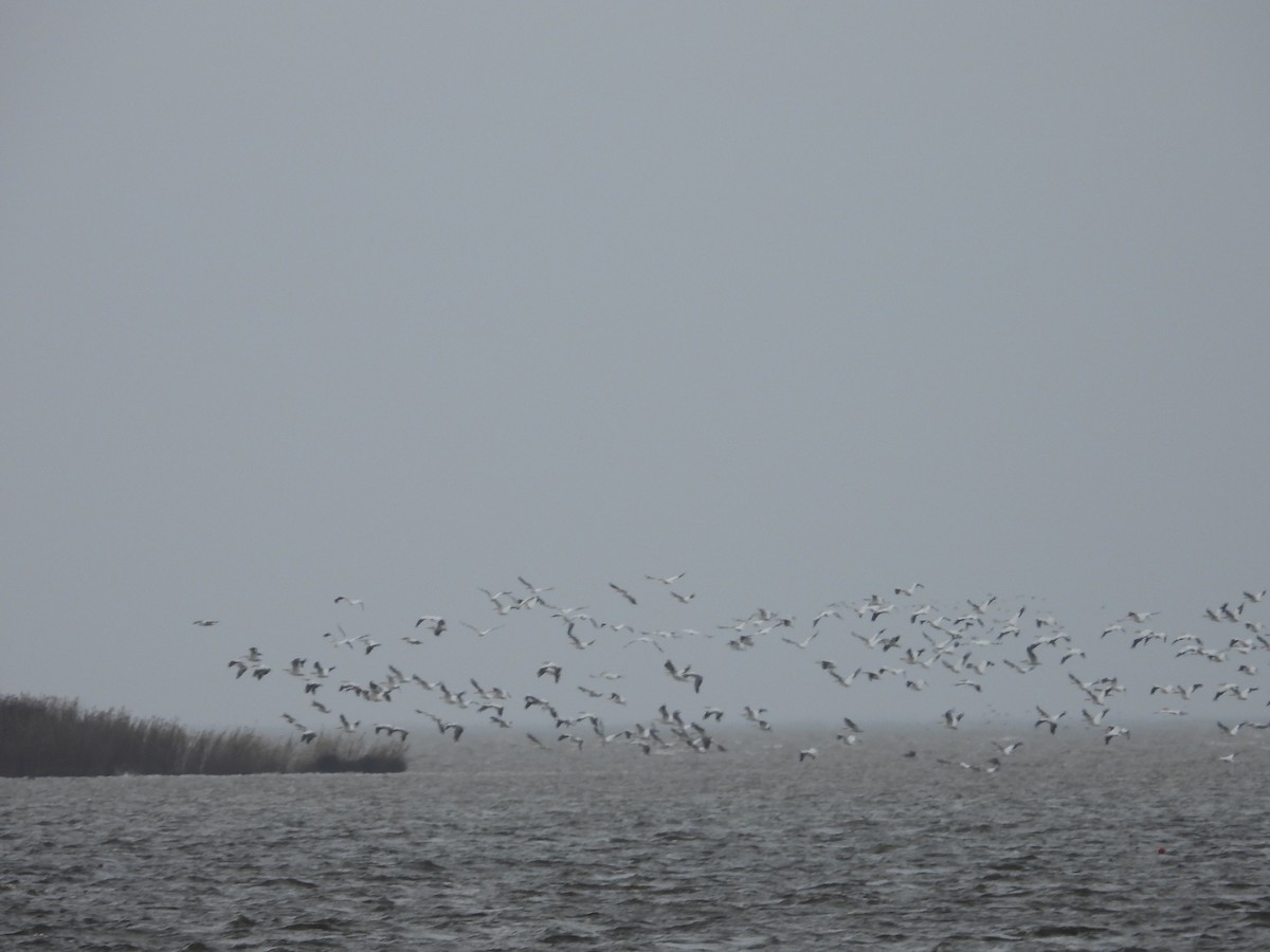 American White Pelican - ML628152436