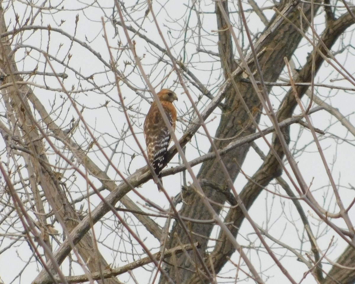 Red-shouldered Hawk - ML628152462