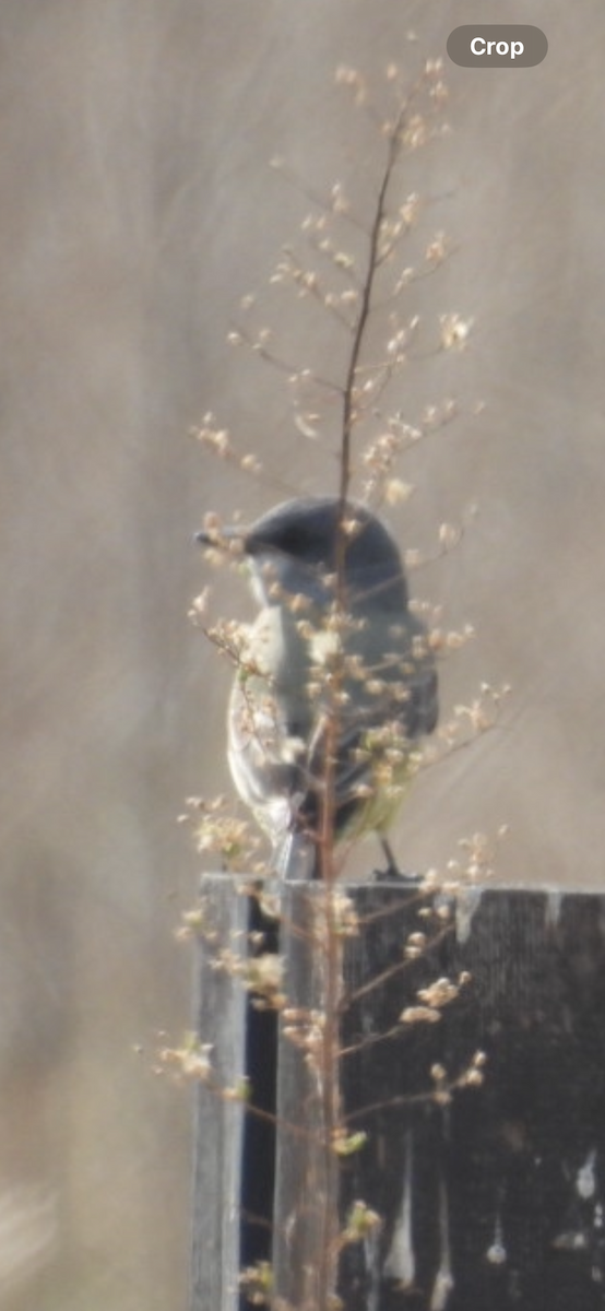 Cassin's Kingbird - ML628152480