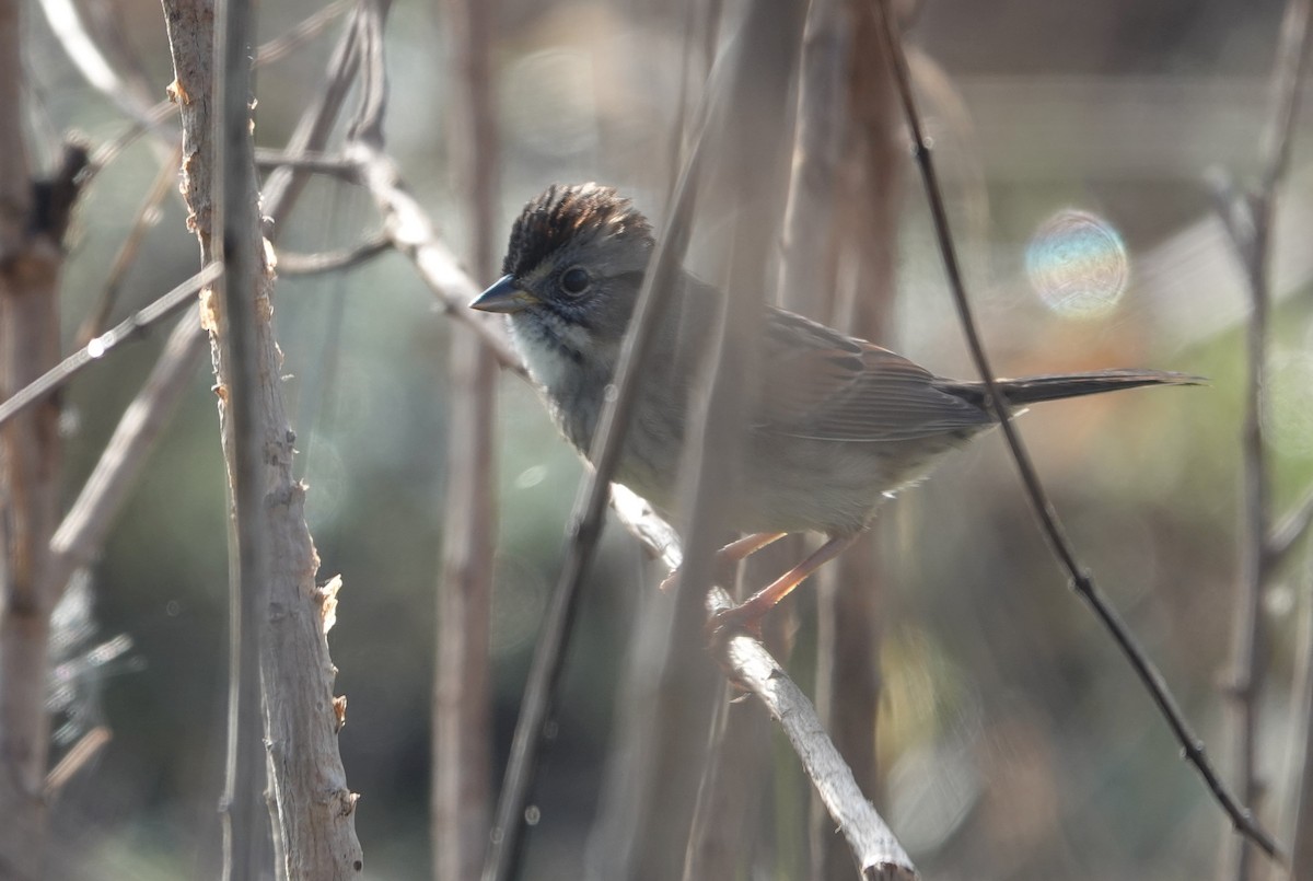 Swamp Sparrow - ML628152589