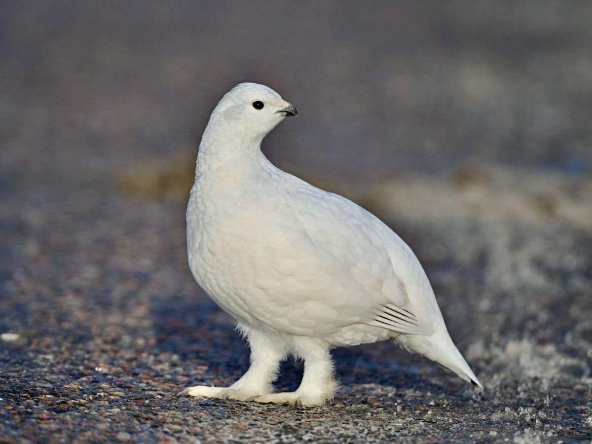 Willow Ptarmigan - ML628152601