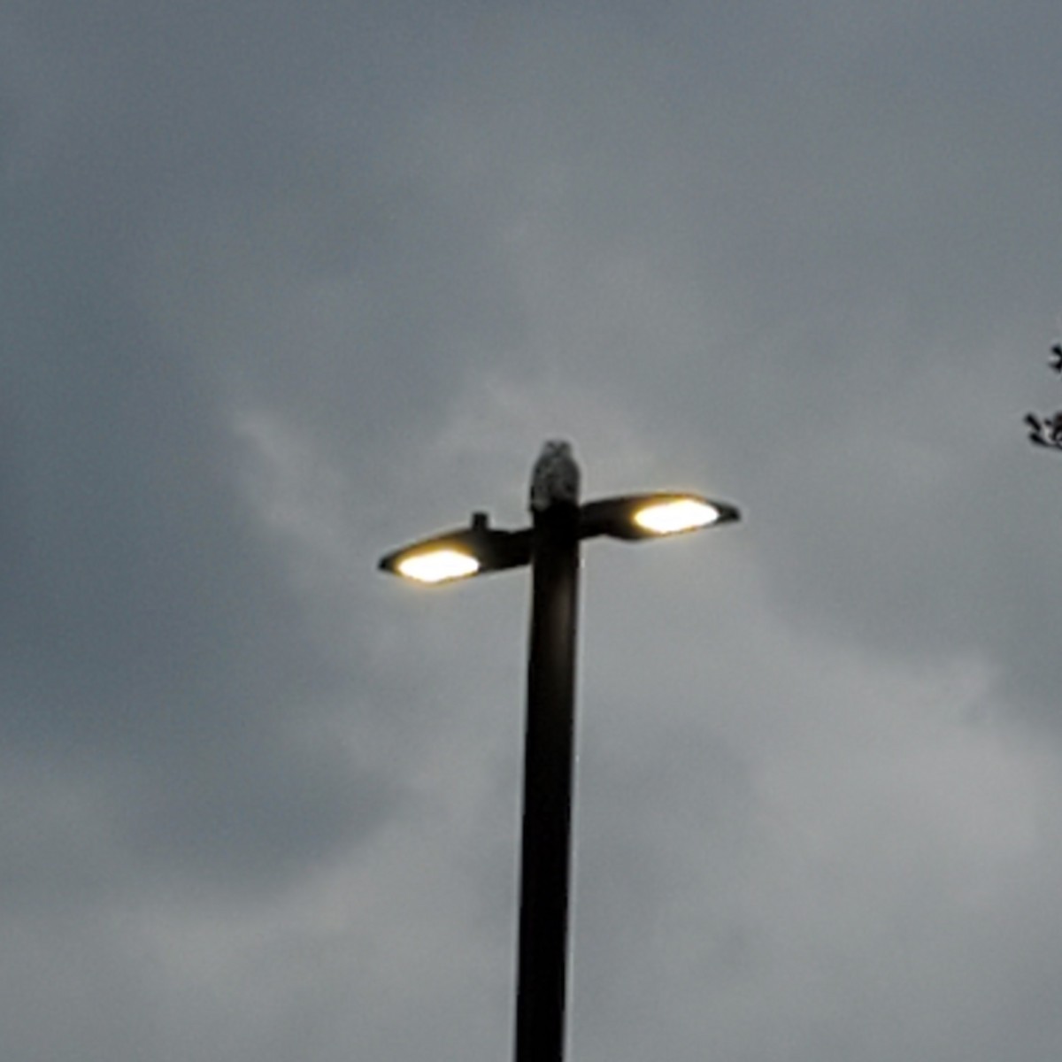 sovice sněžní - ML628152633