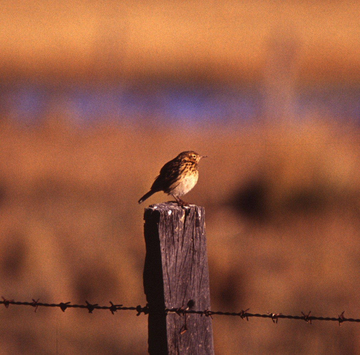 Puna Pipit - ML628152784