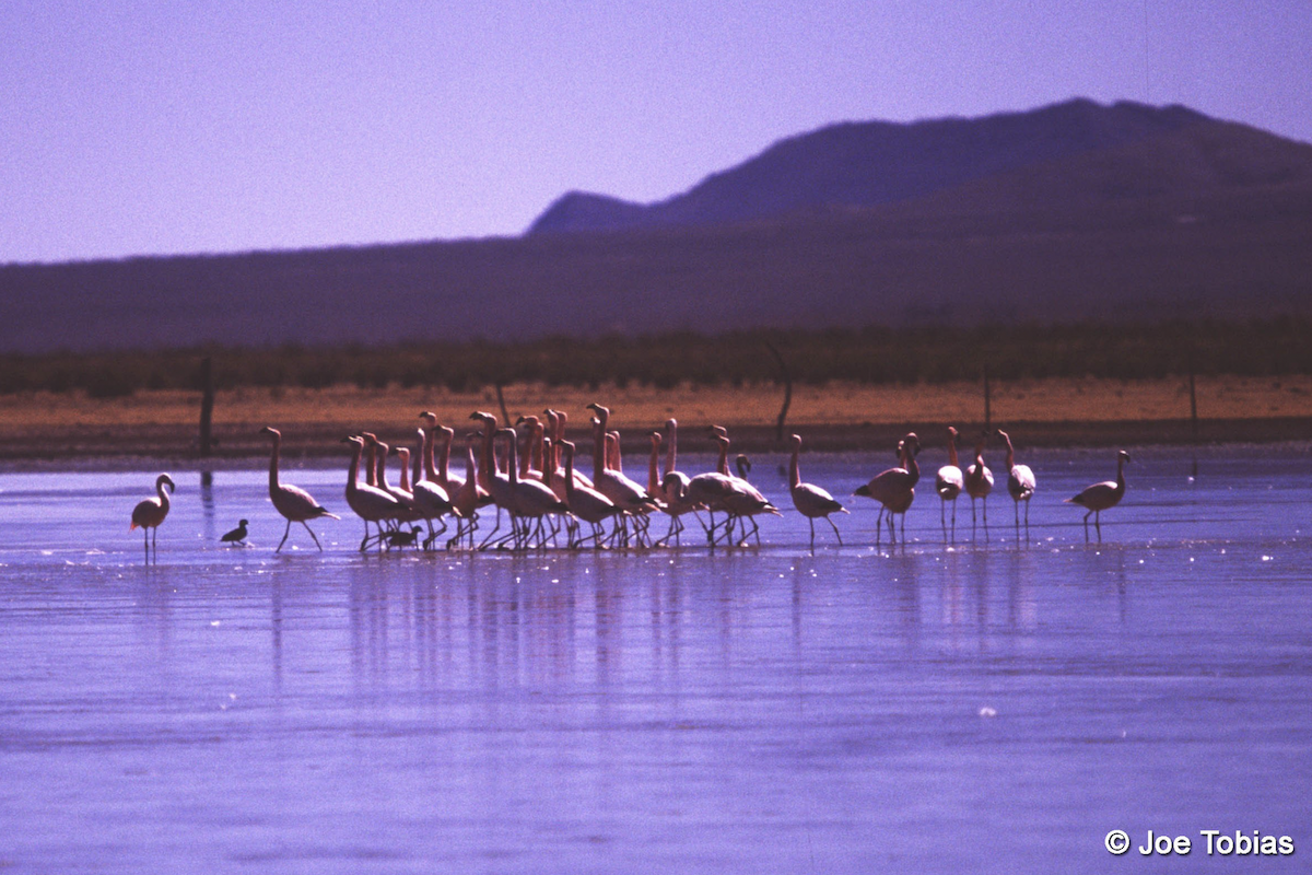 Andean Flamingo - ML628153053