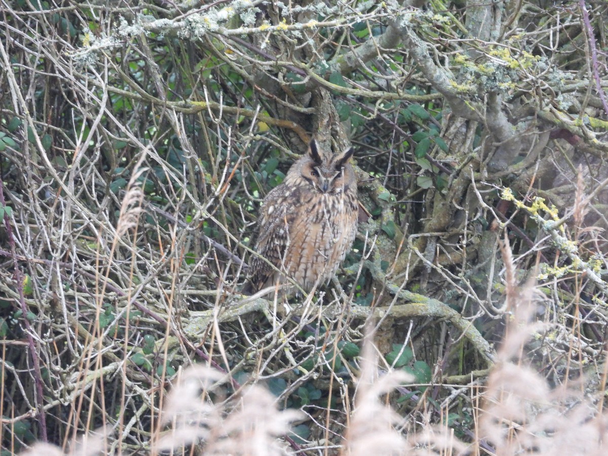 Long-eared Owl - ML628153096