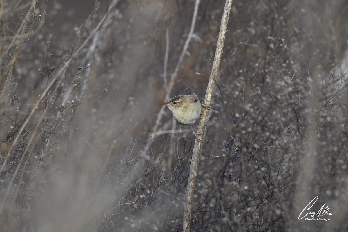 Marsh Wren - ML628153104