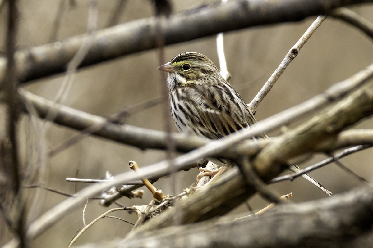 Savannah Sparrow - ML628153188
