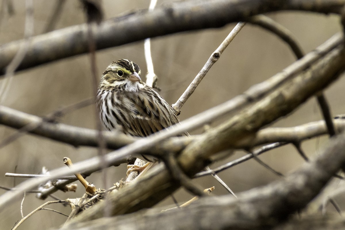 Savannah Sparrow - ML628153189