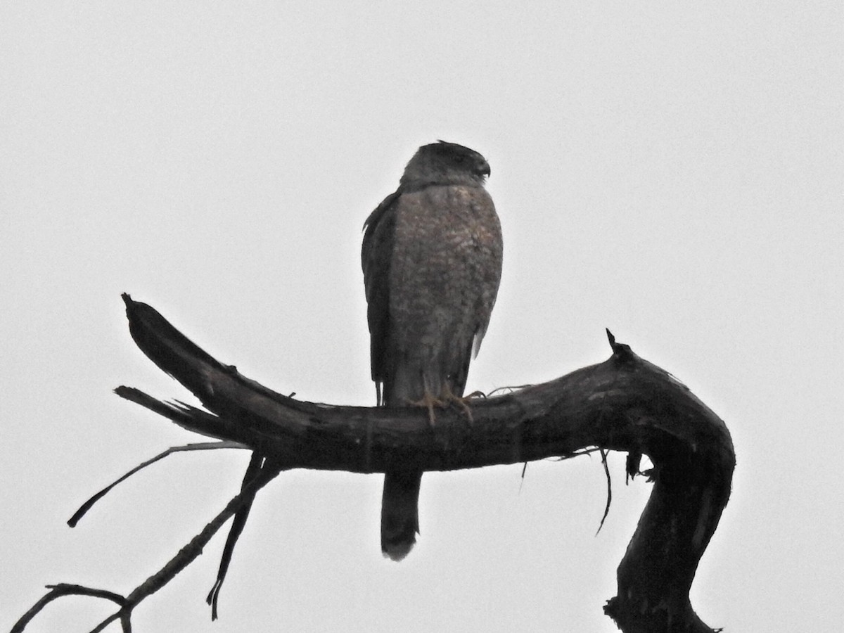Cooper's Hawk - ML628153556